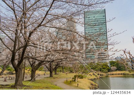 【東京都】桜が咲き始めた、旧芝離宮恩賜庭園 【東京都】桜が咲き始めた、旧芝離宮恩賜庭園 124435634
