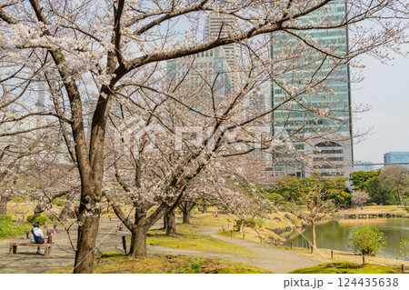 【東京都】桜が咲き始めた、旧芝離宮恩賜庭園 124435638
