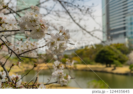 【東京都】桜が咲き始めた、旧芝離宮恩賜庭園 【東京都】桜が咲き始めた、旧芝離宮恩賜庭園 124435645