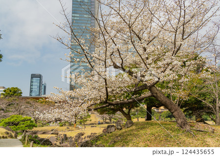 【東京都】桜が咲き始めた、旧芝離宮恩賜庭園 124435655