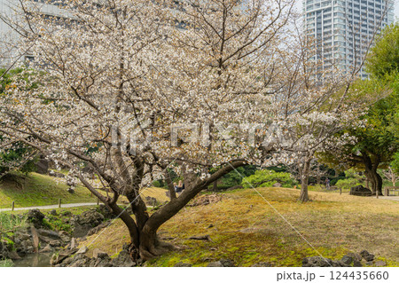 【東京都】桜が咲き始めた、旧芝離宮恩賜庭園 124435660