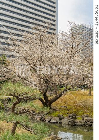 【東京都】桜が咲き始めた、旧芝離宮恩賜庭園 【東京都】桜が咲き始めた、旧芝離宮恩賜庭園 124435661