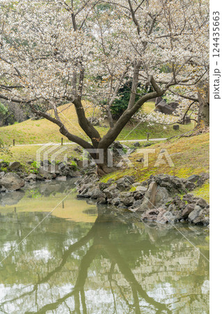 【東京都】桜が咲き始めた、旧芝離宮恩賜庭園 【東京都】桜が咲き始めた、旧芝離宮恩賜庭園 124435663
