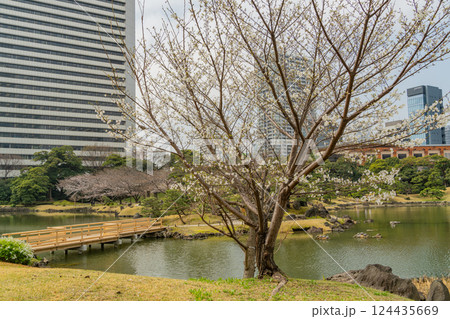【東京都】桜が咲き始めた、旧芝離宮恩賜庭園 124435669