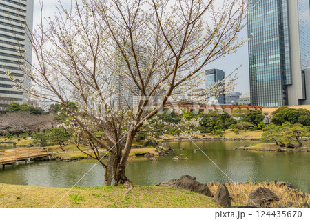 【東京都】桜が咲き始めた、旧芝離宮恩賜庭園 【東京都】桜が咲き始めた、旧芝離宮恩賜庭園 124435670