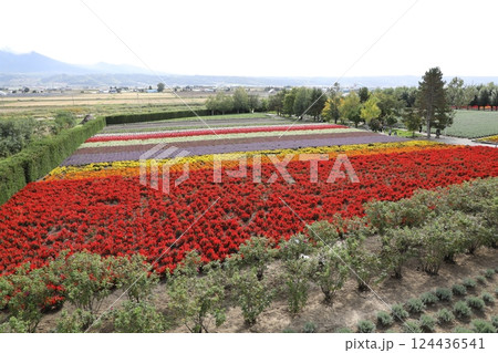 ファーム富田 124436541