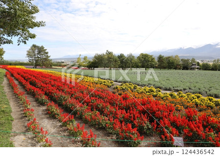 ファーム富田 ファーム富田 124436542