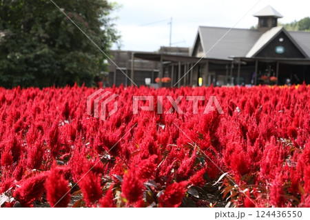 ファーム富田 ファーム富田 124436550