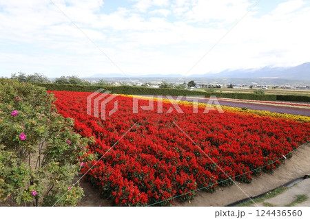 ファーム富田 ファーム富田 124436560