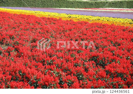 ファーム富田 124436561