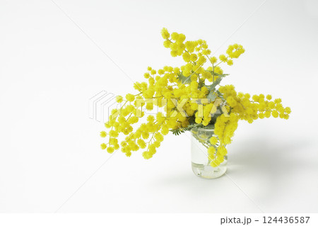 透明な花瓶に入れたミモザの花、白背景 124436587