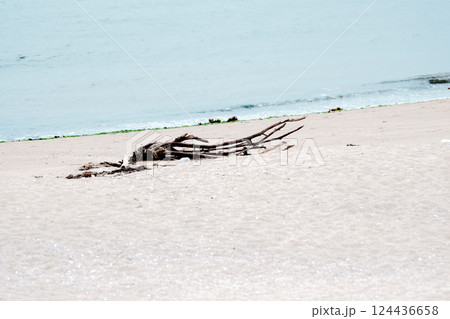 砂浜に打ち上げられた流木 124436658