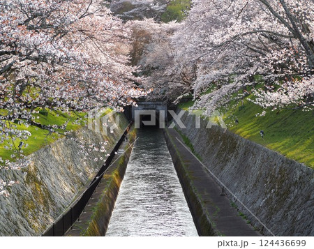琵琶湖疎水の桜 124436699
