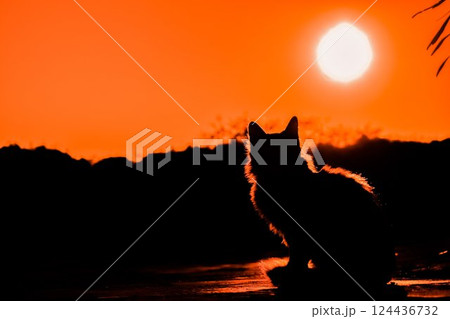 夕日にたたずむ猫 124436732
