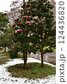 雪の積もった椿の花 124436820