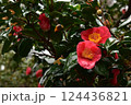 赤い椿 124436821