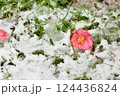 雪の上に落ちた椿の花 124436824