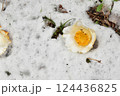 雪の上に落ちた椿の花 124436825