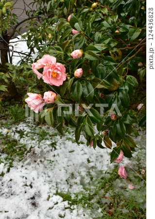 雪の積もった椿 124436828