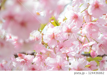 満開の河津桜（カワヅザクラ） 124436862