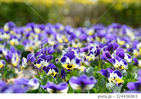 花壇に咲くビオラの花 124436863