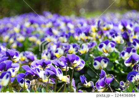 花壇に咲くビオラの花 124436864