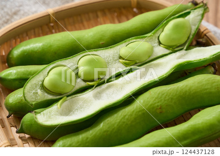 春が旬のそら豆/竹かごに盛られた生のそら豆 春が旬のそら豆/竹かごに盛られた生のそら豆 124437128