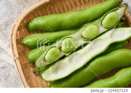春が旬のそら豆/竹かごに盛られた生のそら豆 春が旬のそら豆/竹かごに盛られた生のそら豆 124437129