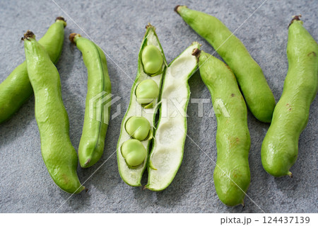 グレー背景に並べた春が旬のそら豆 グレー背景に並べた春が旬のそら豆 124437139