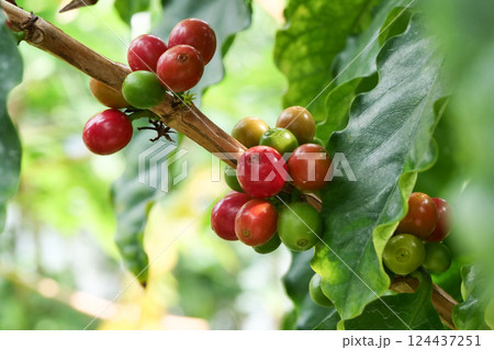 知られざる珈琲栽培の農薬被害　岩手県温室で育ったキリマンジャロの赤いコヒーの実　　 124437251