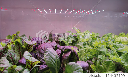 Various hydroponic leafy greens, including purple and green plants, growing indoors under red and white LED grow lights in a modern farming setup. Various hydroponic leafy greens, including purple and green plants, growing indoors under red and white LED grow lights in a modern farming setup. 124437309