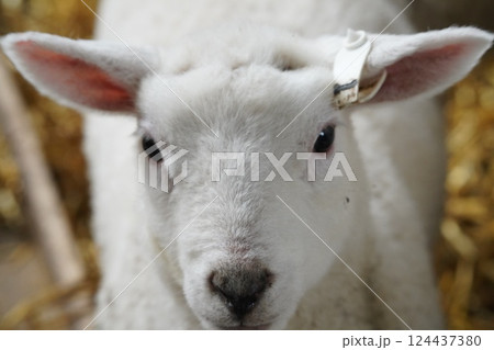 羊の赤ちゃん 124437380