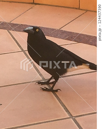 鳩のいる風景 鳩のいる風景 124437390