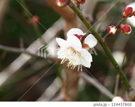 白い梅の花 124437608