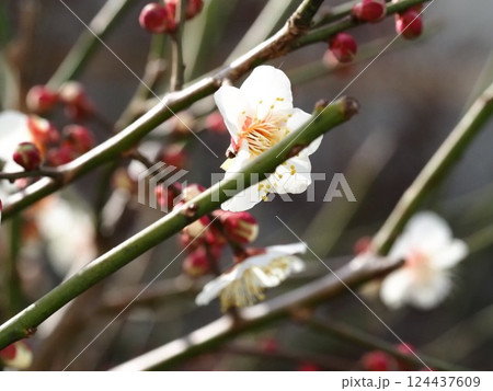 白い梅の花 124437609
