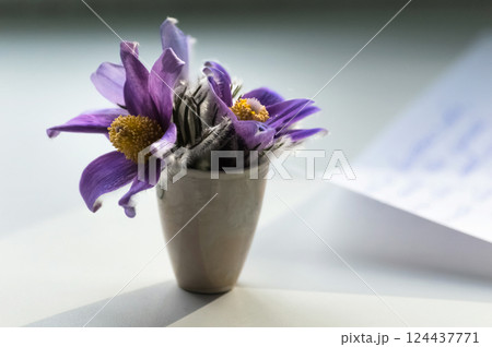 Pulsatilla patens in a vase and a sheet of white paper with inscriptions on the table Pulsatilla patens in a vase and a sheet of white paper with inscriptions on the table 124437771