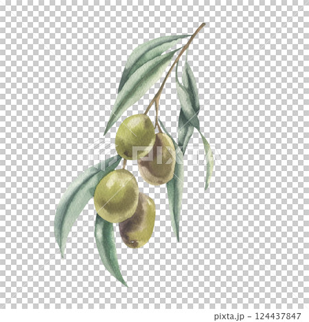 Olive branch with green berries watercolor illustration. Hand drawn isolated floral element, Italy and Greek traditional tree element clipart for label,logo, invitation, card design 124437847