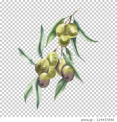 Olive branch with leaves and berries watercolor illustration. Hand drawn botanical clipart, Greece traditional symbol, floral clipart with green ripe for label,logo, card, poster design 124437848