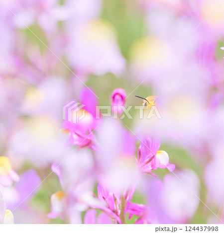 明るいピンクの花畑の中にいるイメージ 124437998