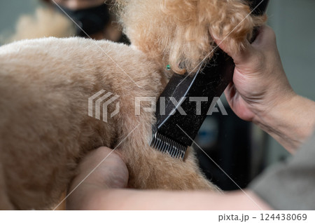 A groomer uses an electric razor to trim a poodle's hair. A groomer uses an electric razor to trim a poodle's hair. 124438069