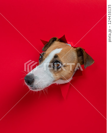 Funny Jack Russell Terrier dog sticks out through a red cardboard background. Copy space. Vertical photo. Funny Jack Russell Terrier dog sticks out through a red cardboard background. Copy space. Vertical photo. 124438135