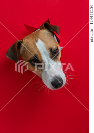 Funny Jack Russell Terrier dog sticks out through a red cardboard background. Copy space. Vertical photo. Funny Jack Russell Terrier dog sticks out through a red cardboard background. Copy space. Vertical photo. 124438156