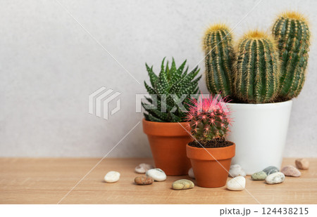 Small cactus and succulents growing in terracotta pots on wooden table Small cactus and succulents growing in terracotta pots on wooden table 124438215
