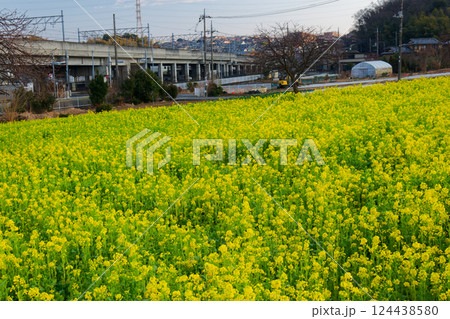 港北ニュータウン・川和町駅前の菜の花畑 港北ニュータウン・川和町駅前の菜の花畑 124438580