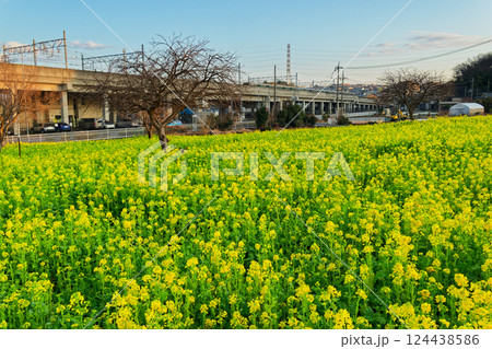 港北ニュータウン・川和町駅前の菜の花畑 124438586