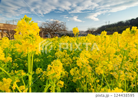 港北ニュータウン・川和町駅前の菜の花畑 124438595
