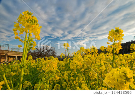 港北ニュータウン・川和町駅前の菜の花畑 124438596