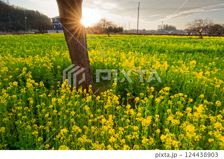 港北ニュータウン・川和町駅前の菜の花畑と朝日 港北ニュータウン・川和町駅前の菜の花畑と朝日 124438903