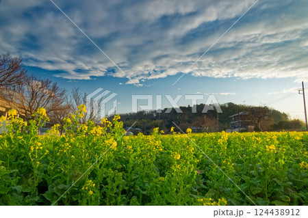 港北ニュータウン・川和町駅前の菜の花畑 港北ニュータウン・川和町駅前の菜の花畑 124438912