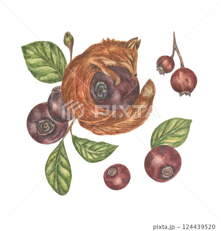 Watercolor illustration of a small red fox hugging blueberries. Fantastic image of an animal among large berries and foliage. A set of vintage-style cliparts for stickers and prints. 124439520